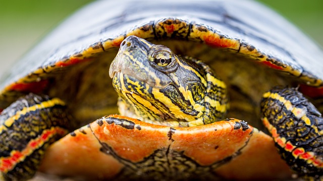 Comment savoir si une tortue à carapace molle est un mâle ou une femelle ?