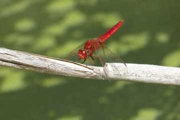 Comment se débarrasser des algues dans un étang de poissons rouges ?