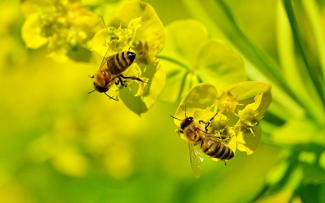 Comment se débarrasser d'un nid d'abeilles dans la maison