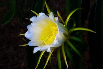 Comment stocker les fruits Dragon Fruit