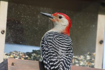 Comment suspendre les mangeoires à oiseaux sans arbres