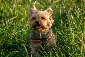 Comment toiletter un yorkie poo dog.