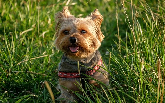 Comment toiletter un yorkie poo dog.