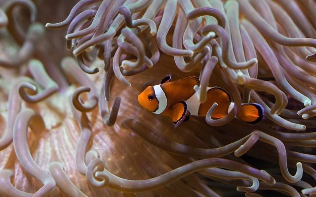 Comment tuer les algues brunes dans un aquarium