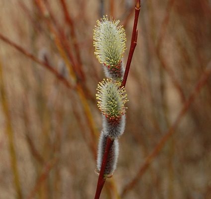 Comment tuer un saule pleureur