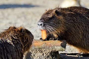 Des herbes et des plantes qui repoussent les rats.