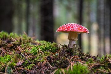 Espèces de champignons qui poussent dans la bouse de vache.