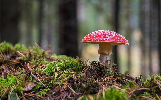 Espèces de champignons qui poussent dans la bouse de vache.