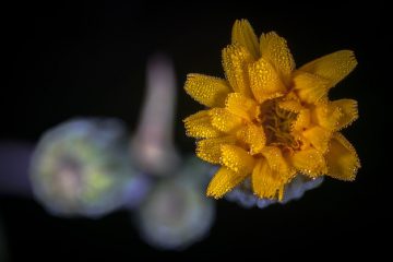 Fabrication de fleurs en feutre