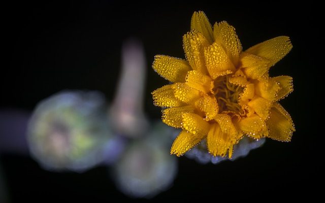 Fabrication de fleurs en feutre