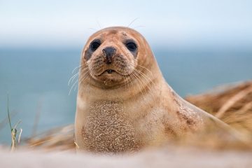 Faits intéressants sur les phoques dans la toundra