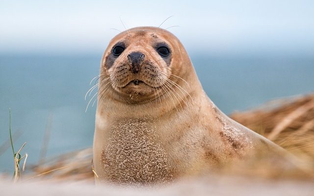 Faits intéressants sur les phoques dans la toundra