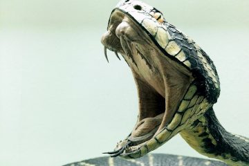 Faits sur le cycle de vie des cobras royaux