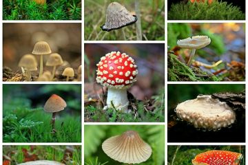 Guide de culture des champignons à l'extérieur