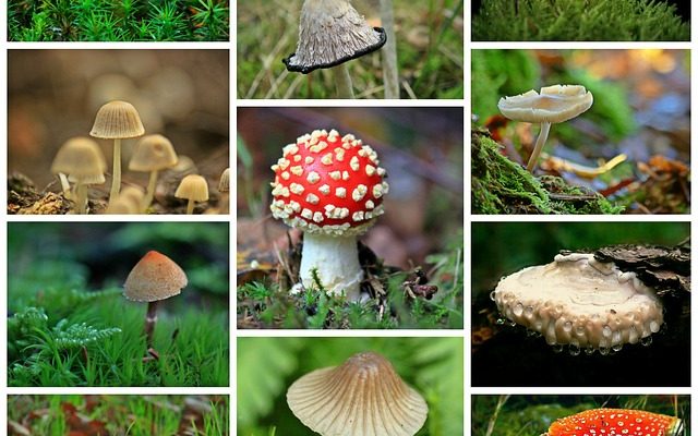 Guide de culture des champignons à l'extérieur