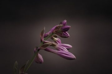 Hostas Care Feeding