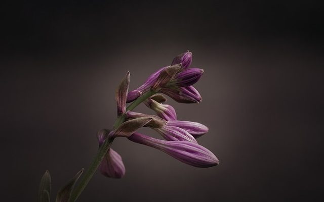 Hostas Care Feeding