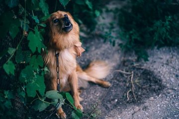 Idées de chambre à thème chien pour enfants