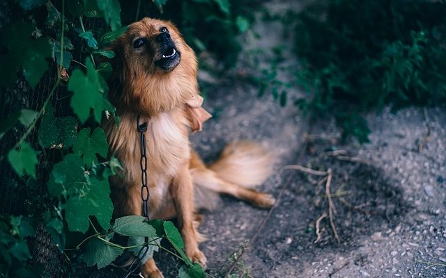 Idées de chambre à thème chien pour enfants