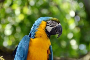 Identification des oiseaux jaunes