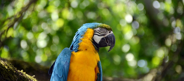 Identification des oiseaux jaunes