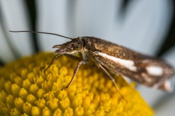 La teigne s'éloigne-t-elle d'elle-même ?