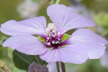 Les dangers du thé à l'hibiscus