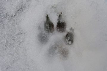 Les loups sur la liste des espèces menacées d'extinction