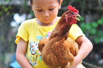 Les meilleurs bantams pour un petit jardin