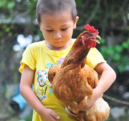 Les meilleurs bantams pour un petit jardin