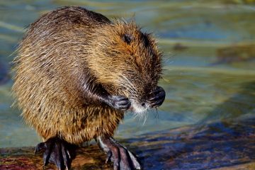 Les rats creusent-ils des trous dans le sol ?