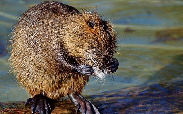 Les rats creusent-ils des trous dans le sol ?