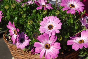 Les variétés de marguerites vivaces