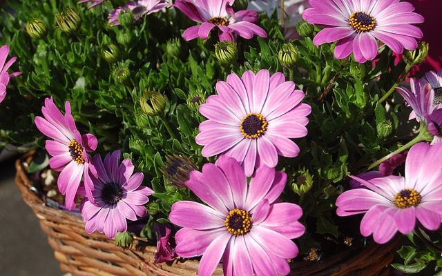 Les variétés de marguerites vivaces