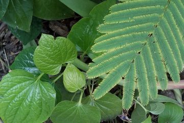 L'hortensia est-il un monocotylédone ou un dicotylédone ?