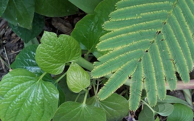 L'hortensia est-il un monocotylédone ou un dicotylédone ?