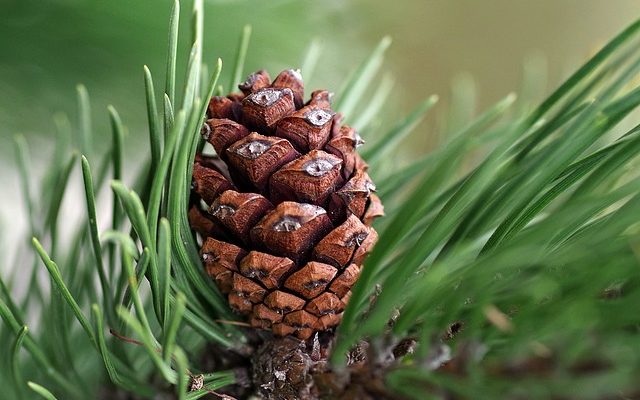 L'huile d'arbre à thé comme répulsif contre les tiques