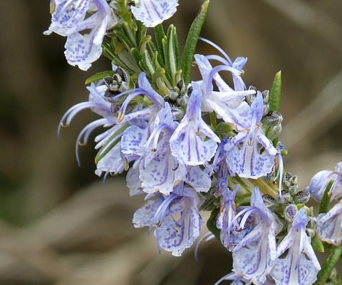 Pourquoi mon plant de romarin devient-il noir ?