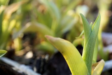 Précautions d'emploi de l'huile de germe de blé