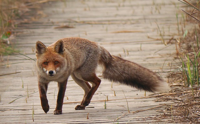 Predator calls : comment appeler un renard de près ?