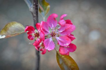 Pulvérisation de pommier pour les vers