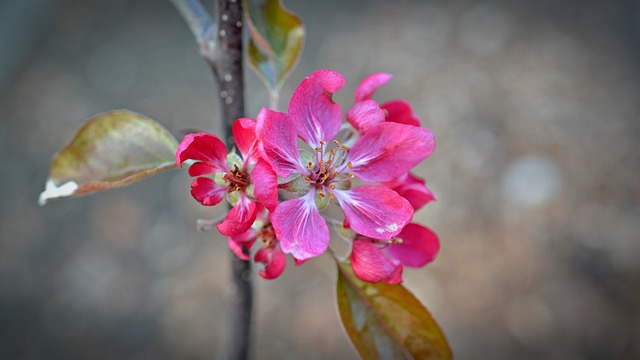 Pulvérisation de pommier pour les vers