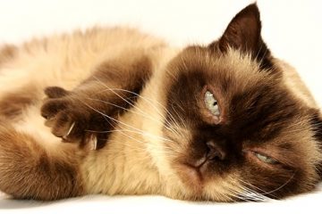 Qu'arrive-t-il à un chat exposé à la tétraméthrine et à la cyperméthrine ?
