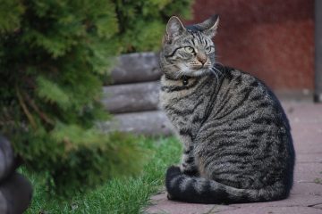 Que faire pour un chat qui a des maux d'estomac ?