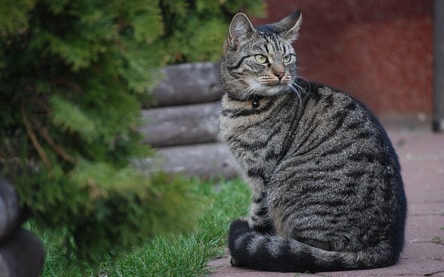 Que faire pour un chat qui a des maux d'estomac ?