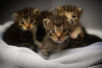 Que faire si votre chaton mange de la litière pour chat ?