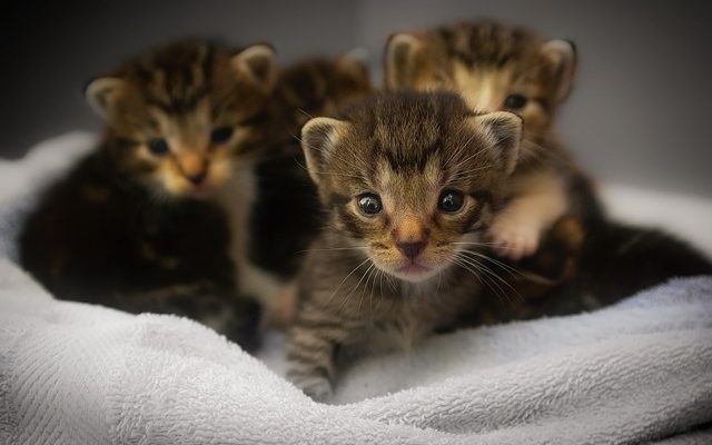 Que faire si votre chaton mange de la litière pour chat ?