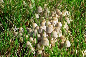Quel remède naturel à la maison tuera le champignon de l'herbe ?