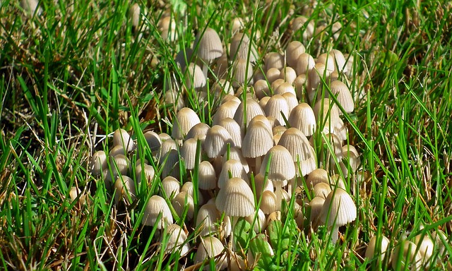 Quel remède naturel à la maison tuera le champignon de l'herbe ?
