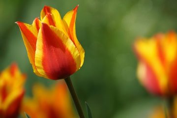 Quelles fleurs fleurissent en mars ?